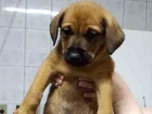 Cachorro raça SRD idade Abaixo de 2 meses nome Filhote / ZN DE SP