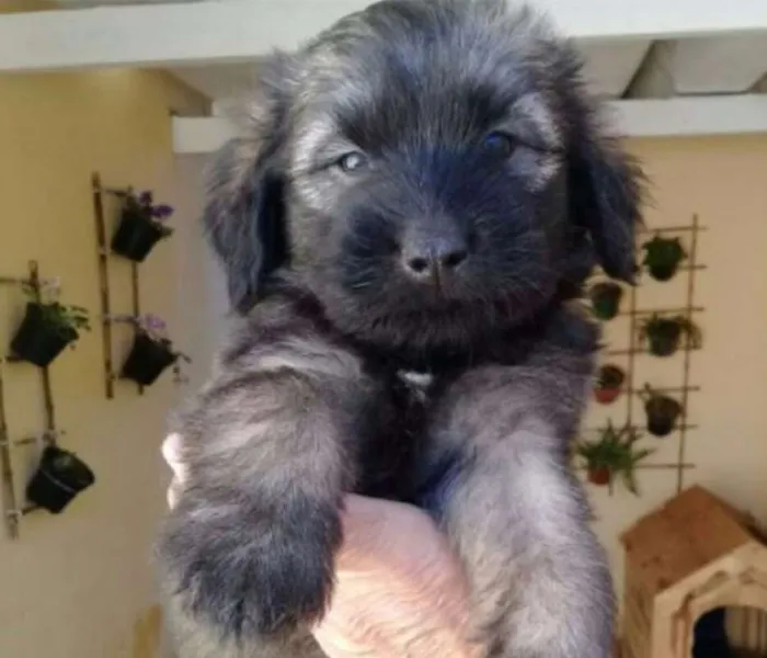 Cachorro ra a  idade Abaixo de 2 meses nome VOCÊ ESCOLHE!