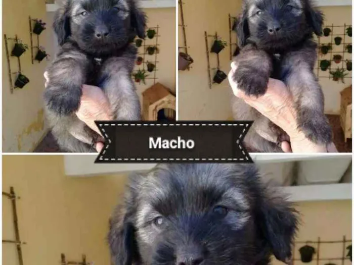 Cachorro ra a  idade Abaixo de 2 meses nome VOCÊ ESCOLHE!