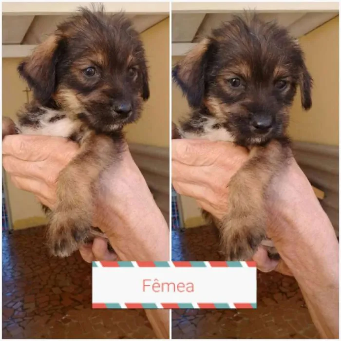 Cachorro ra a  idade Abaixo de 2 meses nome VOCÊ ESCOLHE!