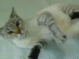 Gucci (Guti)