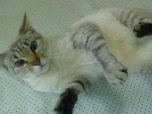 Gato raça  idade 7 a 11 meses nome Gucci (Guti)