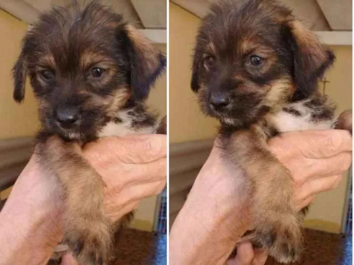 Cachorro ra a  idade Abaixo de 2 meses nome VOCÊ ESCOLHE!
