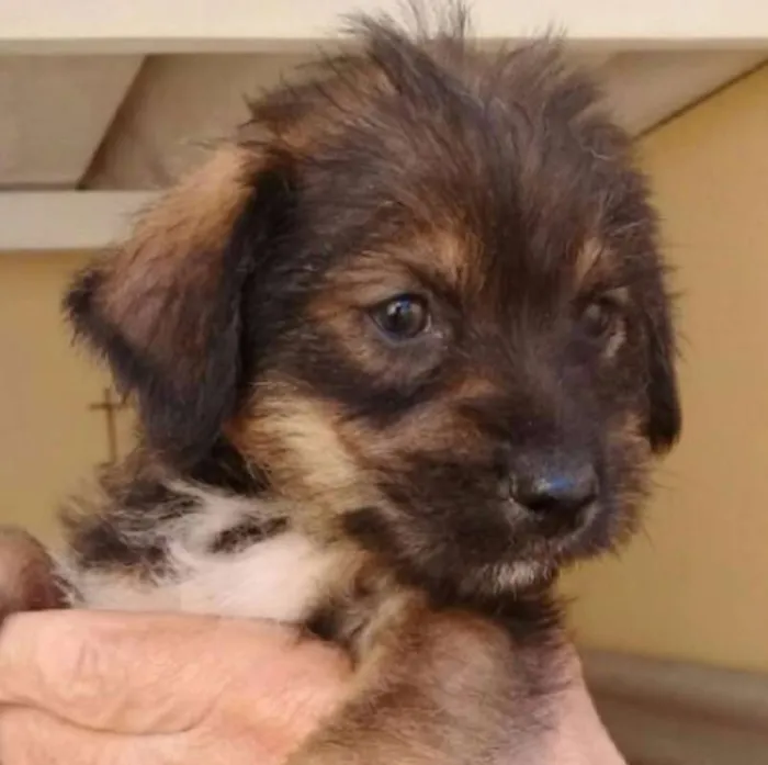 Cachorro ra a  idade Abaixo de 2 meses nome VOCÊ ESCOLHE!