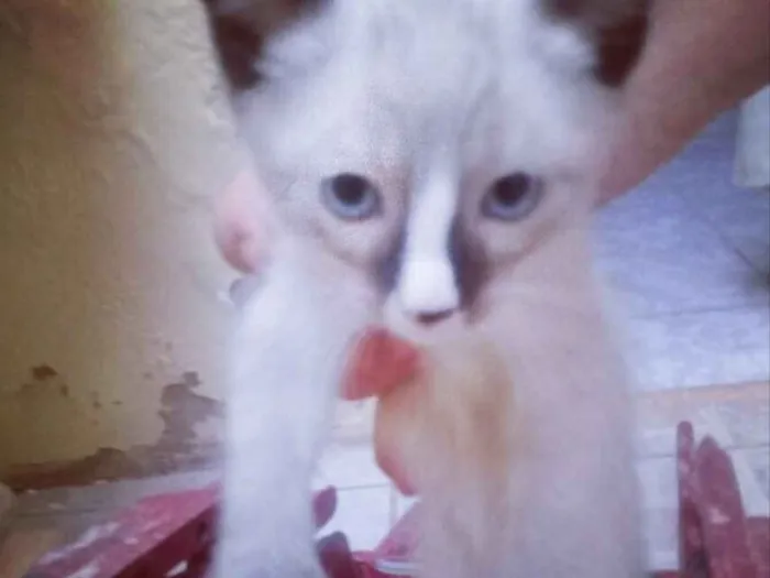 Gato ra a Vira lata idade 2 a 6 meses nome Tuaco