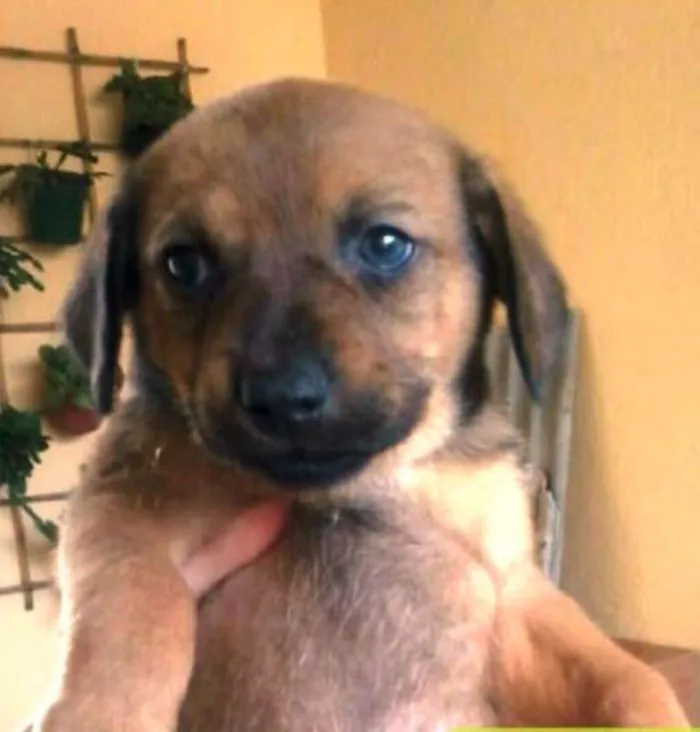 Cachorro ra a  idade Abaixo de 2 meses nome VOCÊ ESCOLHE!