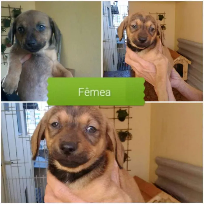 Cachorro ra a  idade Abaixo de 2 meses nome VOCÊ ESCOLHE!