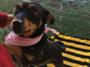 Cachorro raça SRD idade 3 anos nome Cherry