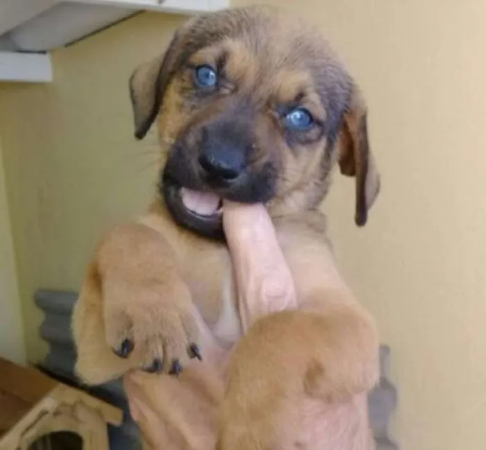 Cachorro ra a  idade Abaixo de 2 meses nome VOCÊ ESCOLHE!