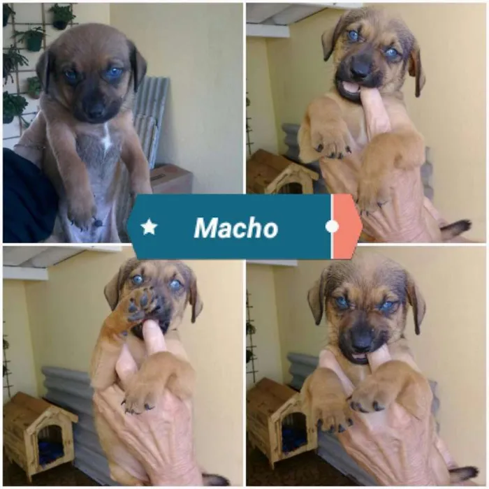 Cachorro ra a  idade Abaixo de 2 meses nome VOCÊ ESCOLHE!
