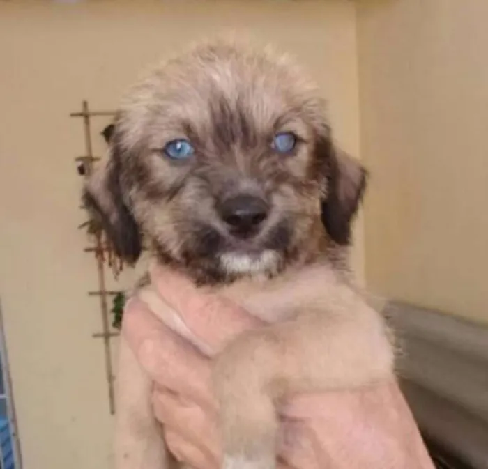 Cachorro ra a  idade Abaixo de 2 meses nome VOCÊ ESCOLHE!