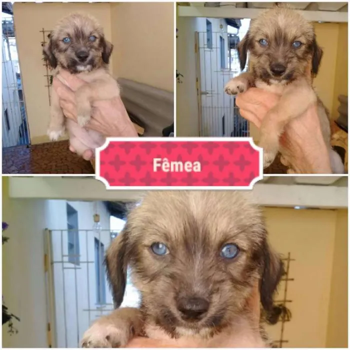 Cachorro ra a  idade Abaixo de 2 meses nome VOCÊ ESCOLHE!