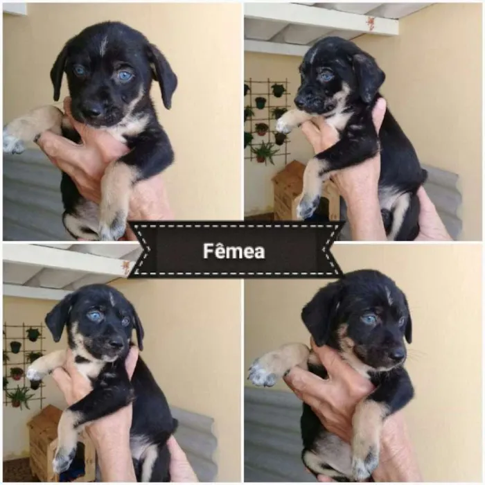 Cachorro ra a  idade Abaixo de 2 meses nome VOCÊ ESCOLHE!