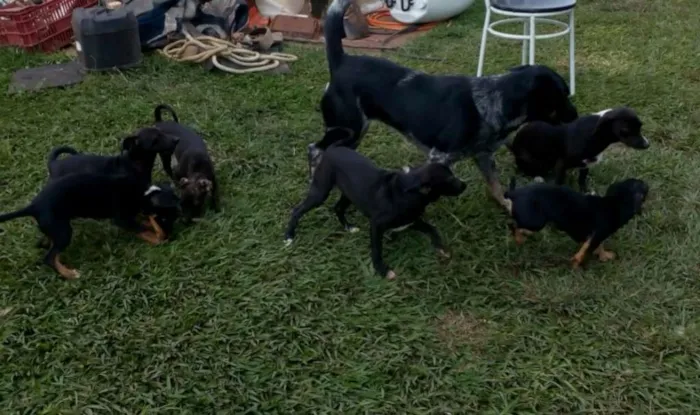 Cachorro ra a Sem raça idade 2 a 6 meses nome **