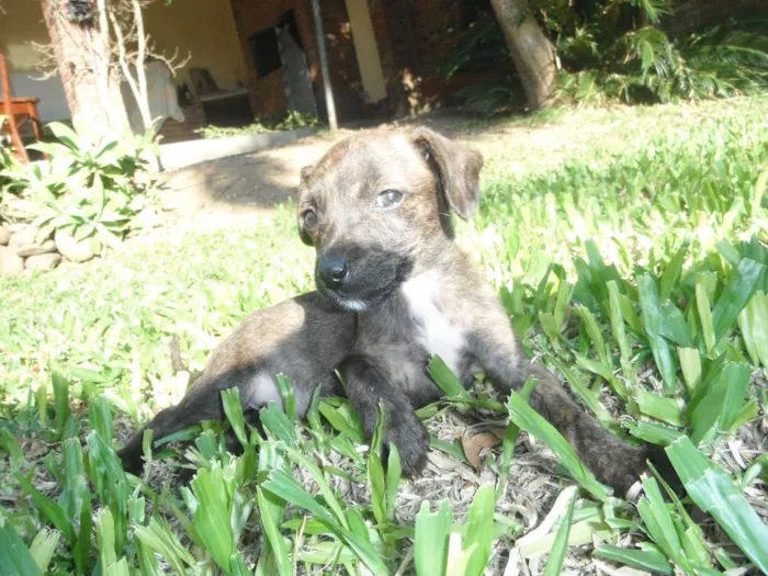 Cachorro ra a srd idade 2 a 6 meses nome Dimmy e  Murphy