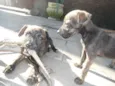 Dimmy e  Murphy