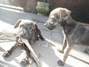 Cachorro raça srd idade 2 a 6 meses nome Dimmy e  Murphy