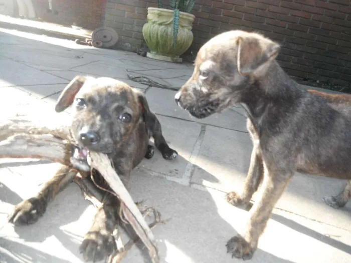 Cachorro ra a srd idade 2 a 6 meses nome Dimmy e  Murphy