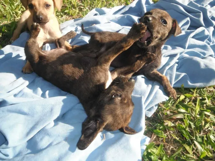 Cachorro ra a srd idade 2 a 6 meses nome Dimmy e  Murphy