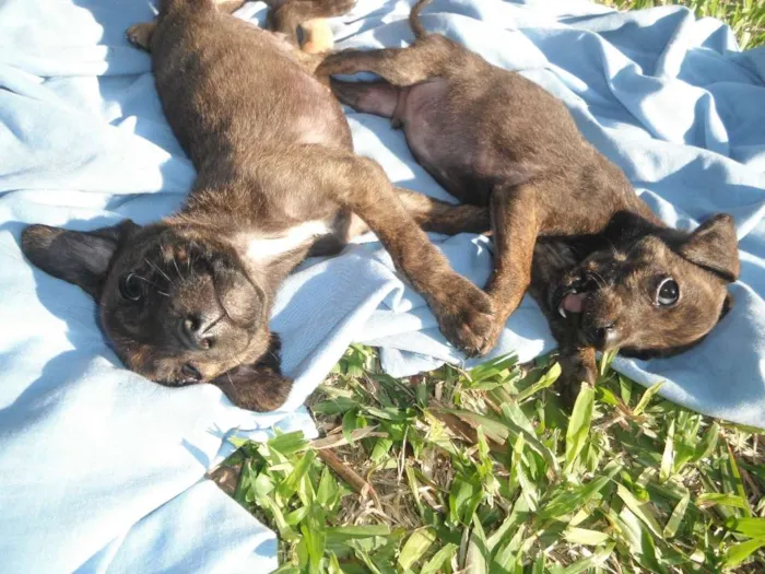 Cachorro ra a srd idade 2 a 6 meses nome Dimmy e  Murphy