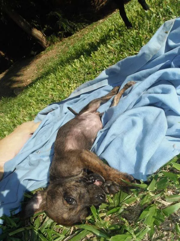Cachorro ra a srd idade 2 a 6 meses nome Dimmy e  Murphy