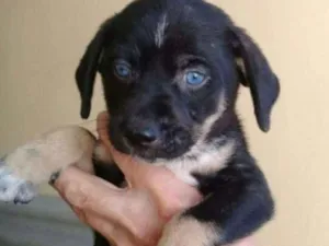 Cachorro raça  idade Abaixo de 2 meses nome VOCÊ ESCOLHE!