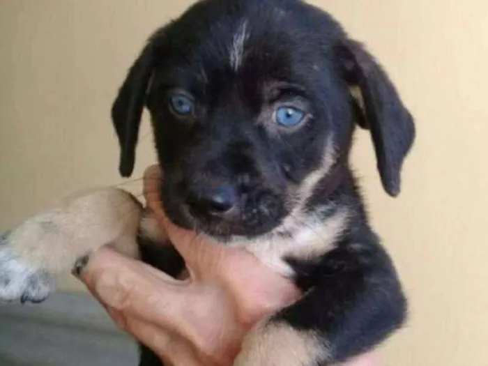 Cachorro ra a  idade Abaixo de 2 meses nome VOCÊ ESCOLHE!