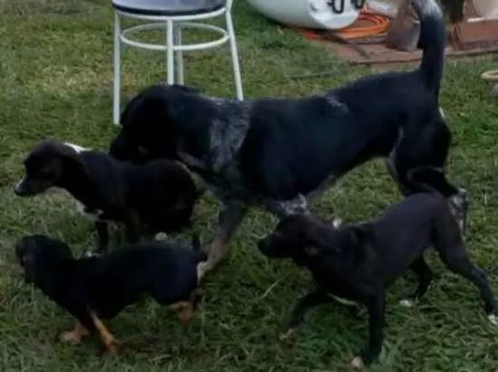 Cachorro ra a Sem raça idade 2 a 6 meses nome **