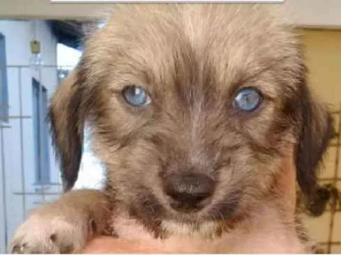 Cachorro ra a  idade Abaixo de 2 meses nome VOCÊ ESCOLHE!