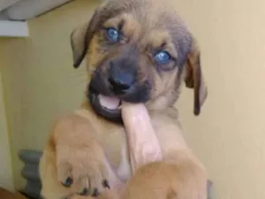 Cachorro raça  idade Abaixo de 2 meses nome VOCÊ ESCOLHE!
