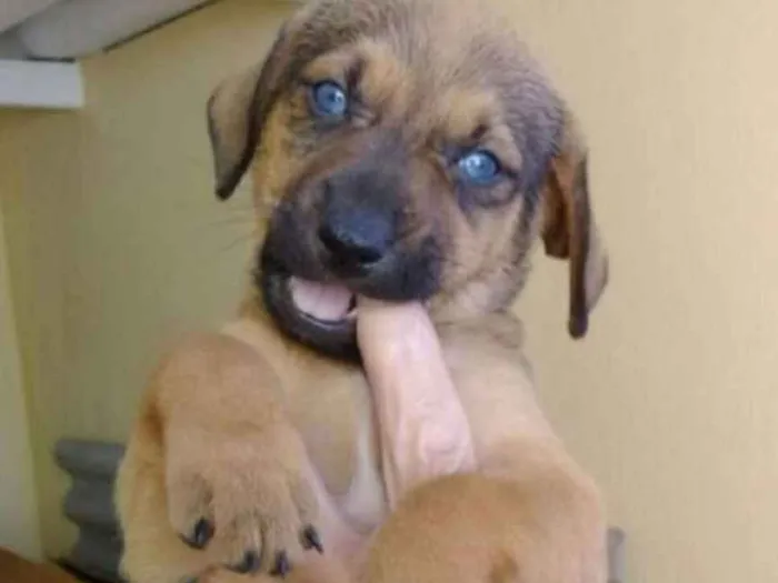 Cachorro ra a  idade Abaixo de 2 meses nome VOCÊ ESCOLHE!