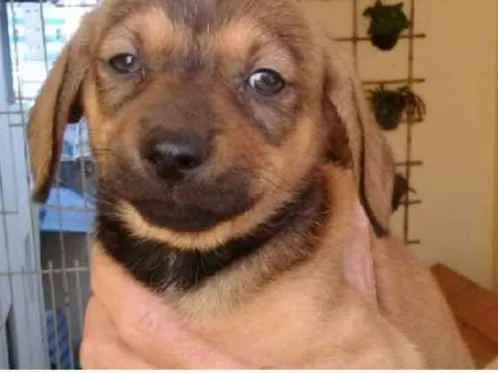 Cachorro ra a  idade Abaixo de 2 meses nome VOCÊ ESCOLHE!