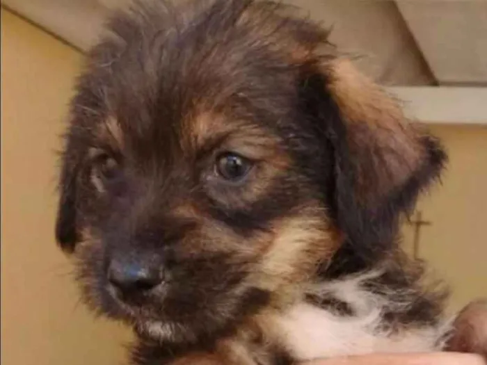 Cachorro ra a  idade Abaixo de 2 meses nome VOCÊ ESCOLHE!