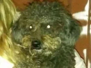 Cachorro raça Podle preto idade  nome Sem