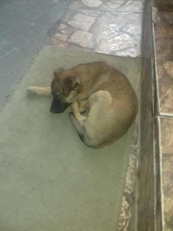 Cachorro ra a VIRA LATA idade 2 a 6 meses nome Dorothy