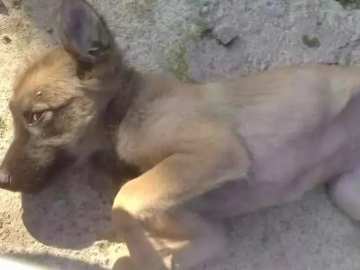 Cachorro ra a VIRA LATA idade 2 a 6 meses nome Dorothy