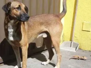 Cachorro raça SRD idade 1 ano nome Ozzy