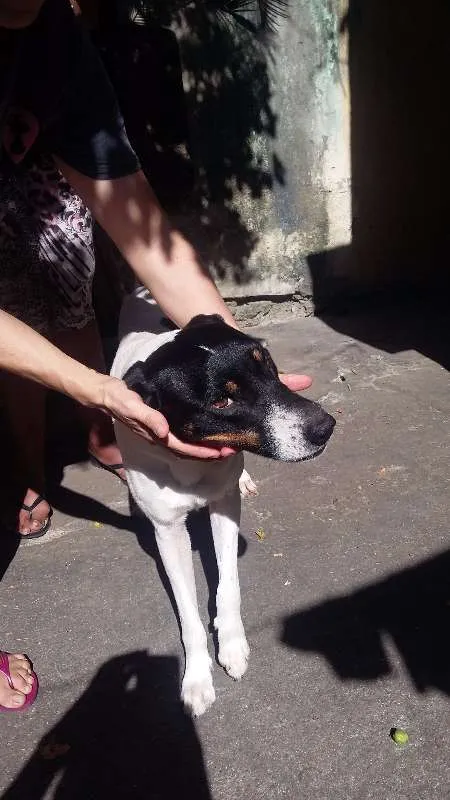Cachorro ra a VIRA LATA idade 5 anos nome SCOOBY E SANSÃO