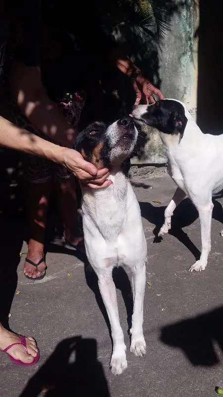 Cachorro ra a VIRA LATA idade 5 anos nome SCOOBY E SANSÃO