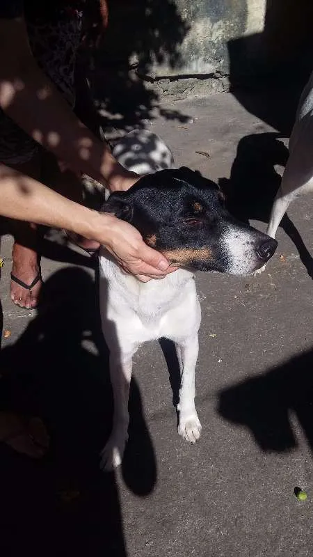 Cachorro ra a VIRA LATA idade 5 anos nome SCOOBY E SANSÃO