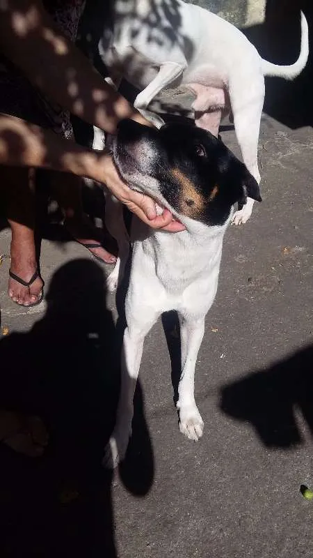 Cachorro ra a VIRA LATA idade 5 anos nome SCOOBY E SANSÃO