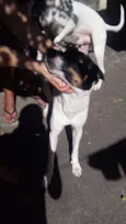 SCOOBY E SANSÃO