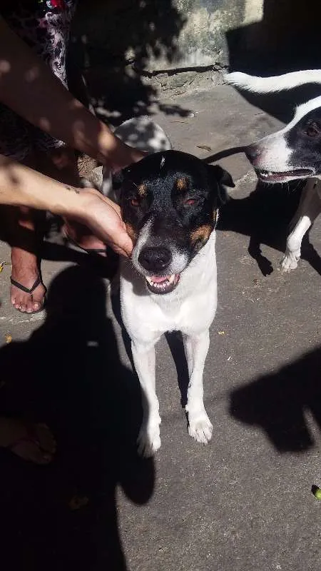 Cachorro ra a VIRA LATA idade 5 anos nome SCOOBY E SANSÃO