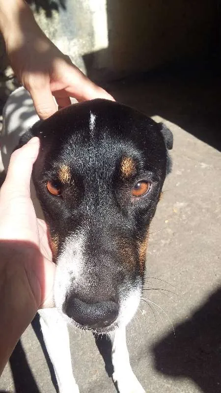 Cachorro ra a VIRA LATA idade 5 anos nome SCOOBY E SANSÃO