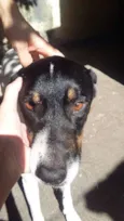 SCOOBY E SANSÃO