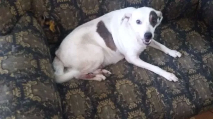 Cachorro ra a VIRA LATA idade 6 ou mais anos nome BRANQUINHA