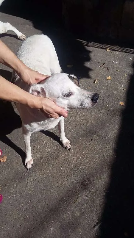 Cachorro ra a VIRA LATA idade 6 ou mais anos nome BRANQUINHA