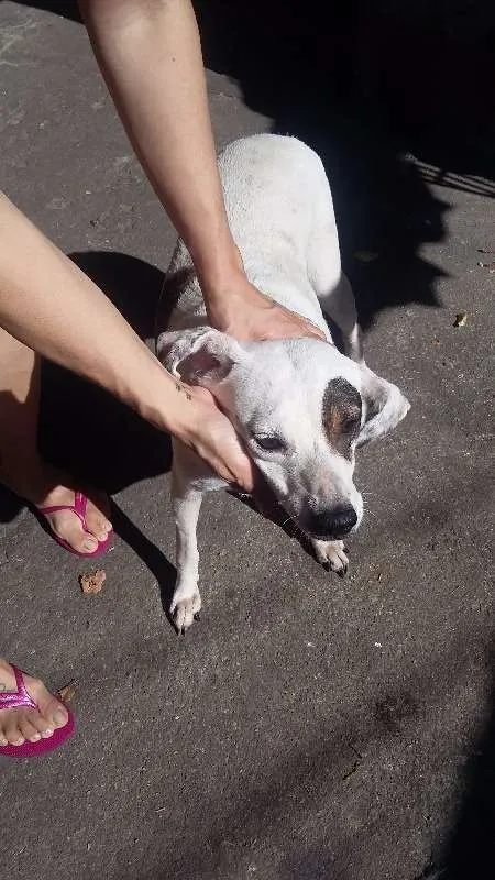 Cachorro ra a VIRA LATA idade 6 ou mais anos nome BRANQUINHA