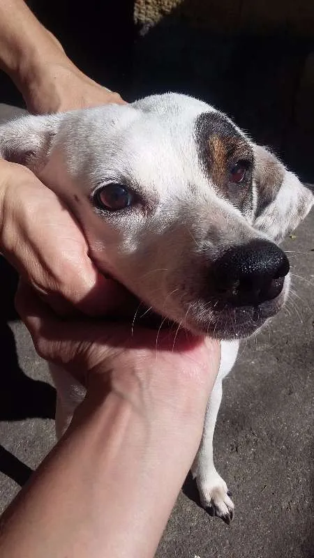 Cachorro ra a VIRA LATA idade 6 ou mais anos nome BRANQUINHA