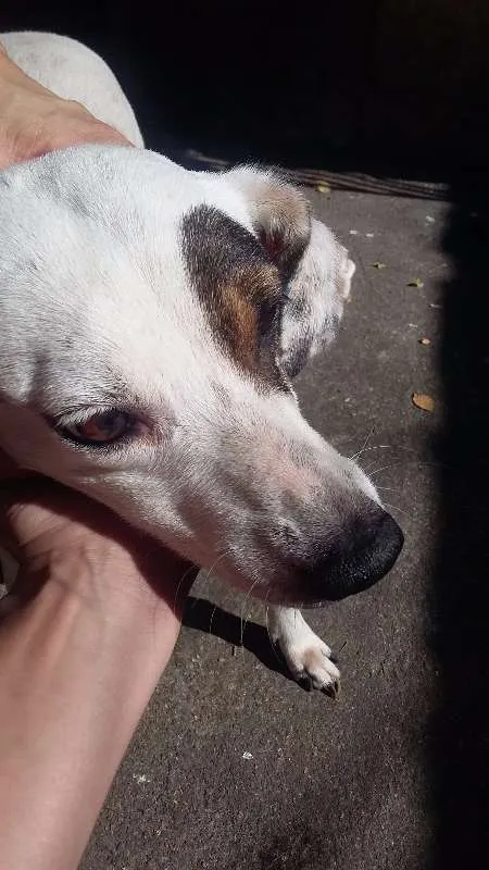 Cachorro ra a VIRA LATA idade 6 ou mais anos nome BRANQUINHA